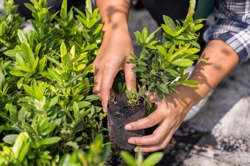 2023年中草藥種植行業(yè)發(fā)展前景及市場行情分析